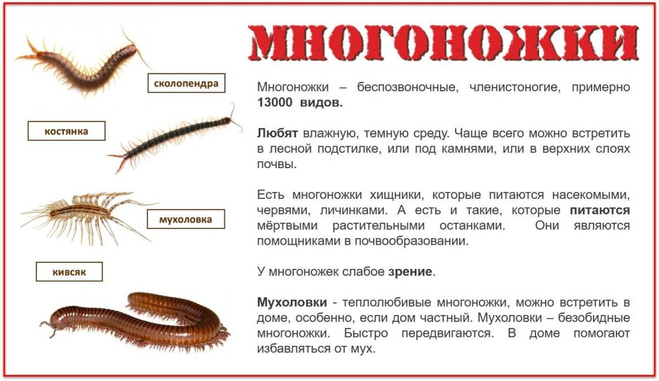 Маленькая рыжая сколопендра