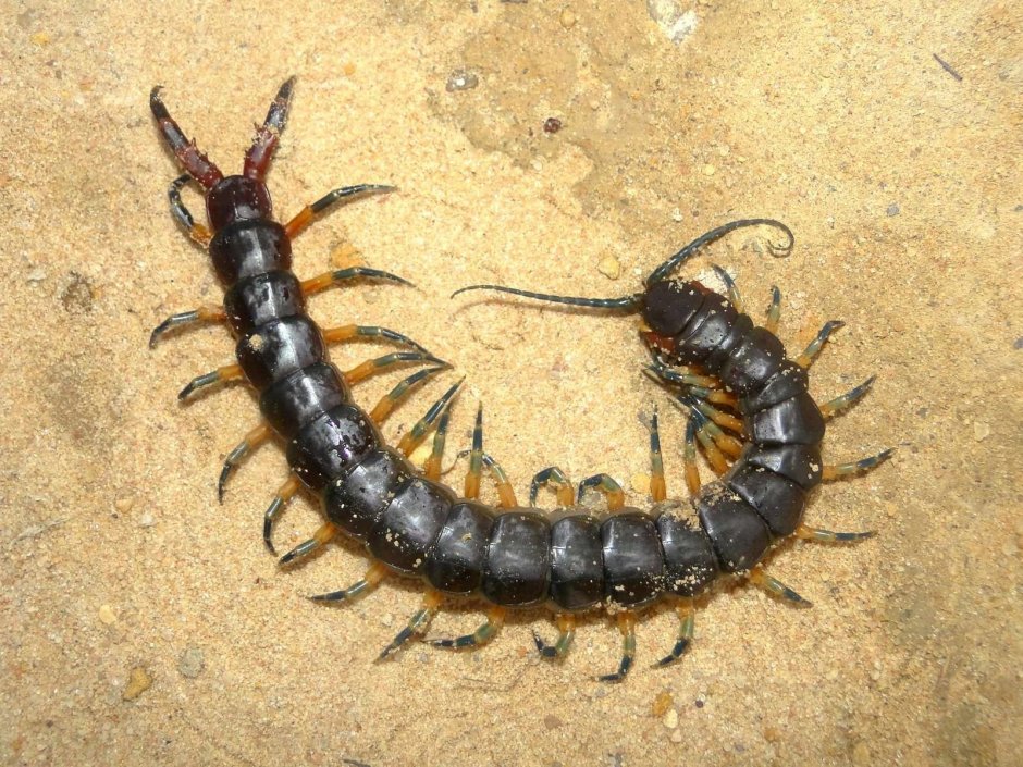 Hawaii Centipede