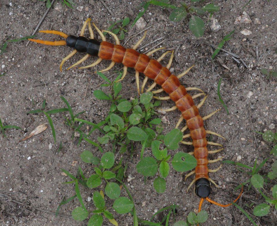 Scolopendra cingulata