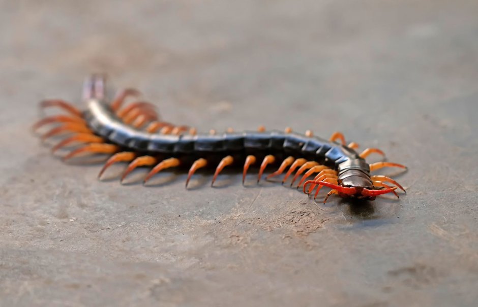 Scolopendra subspinipes