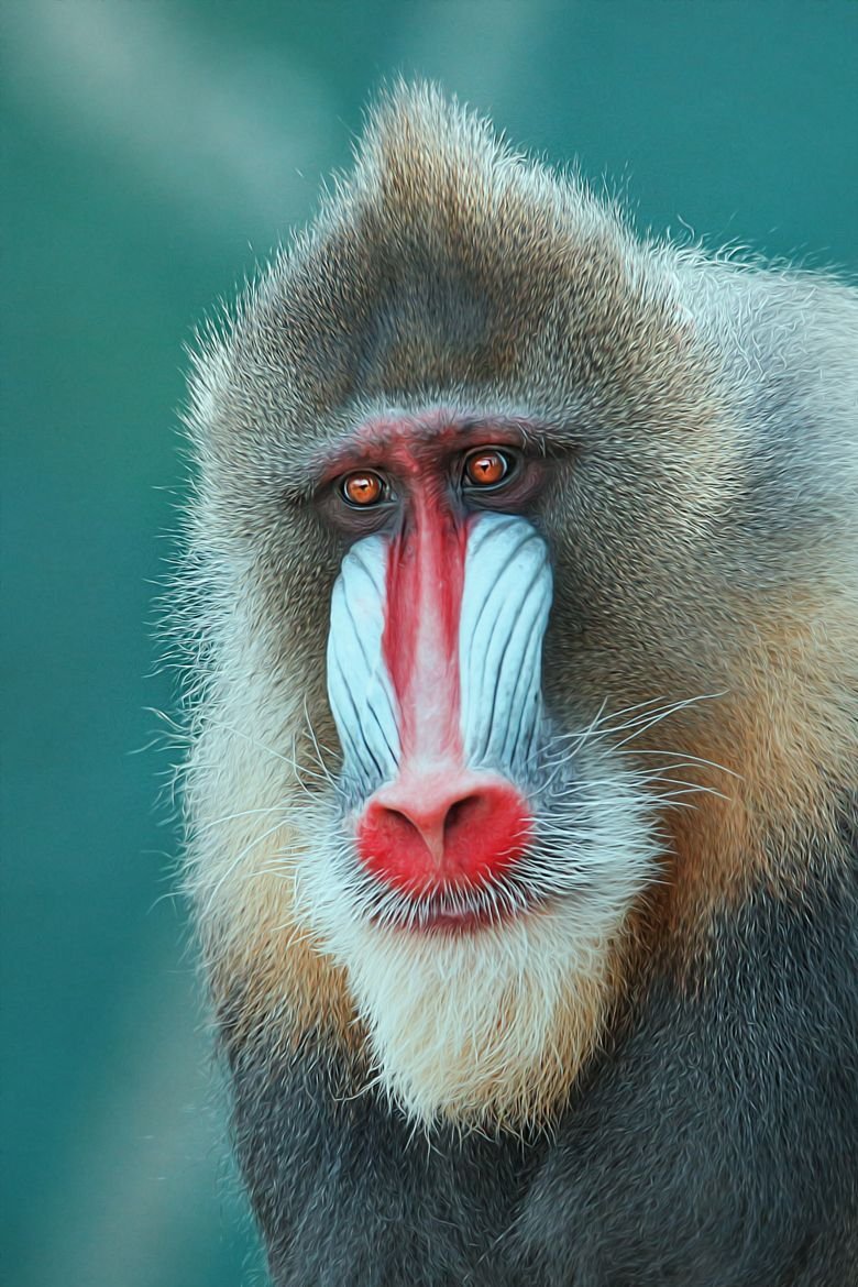 Павиан гамадрил