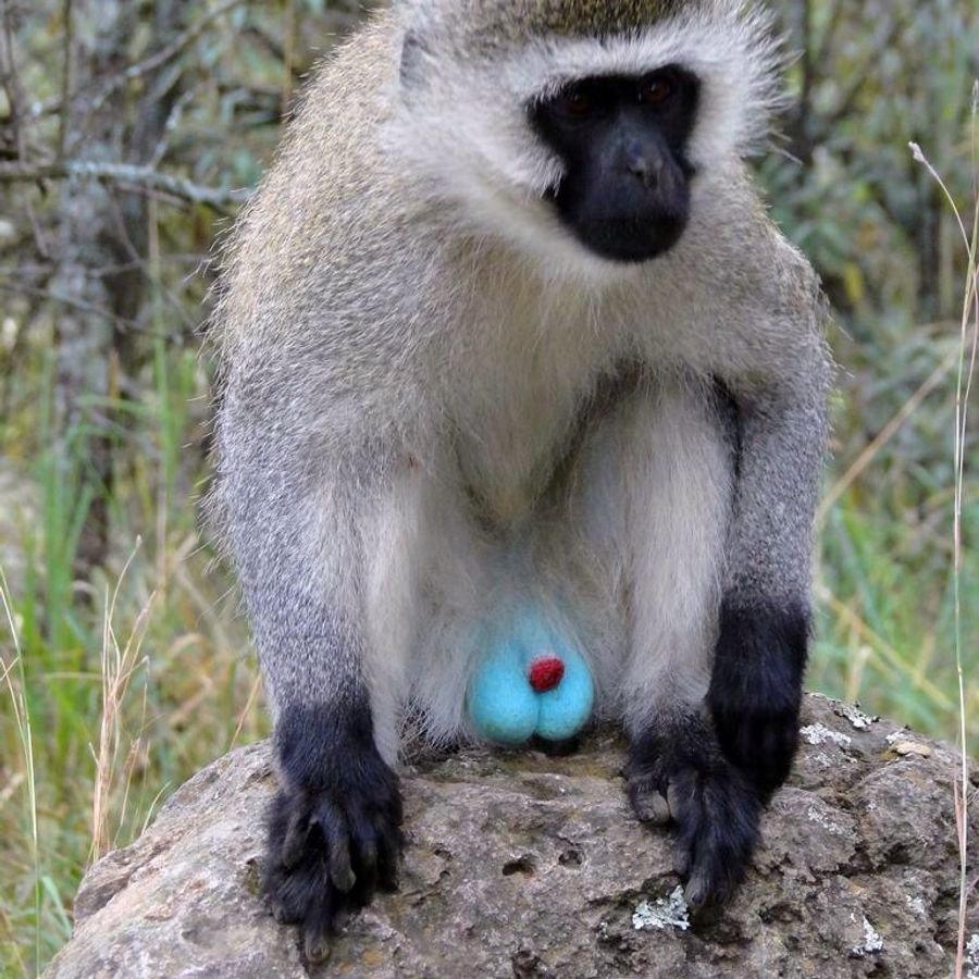 Павиан гамадрил самки