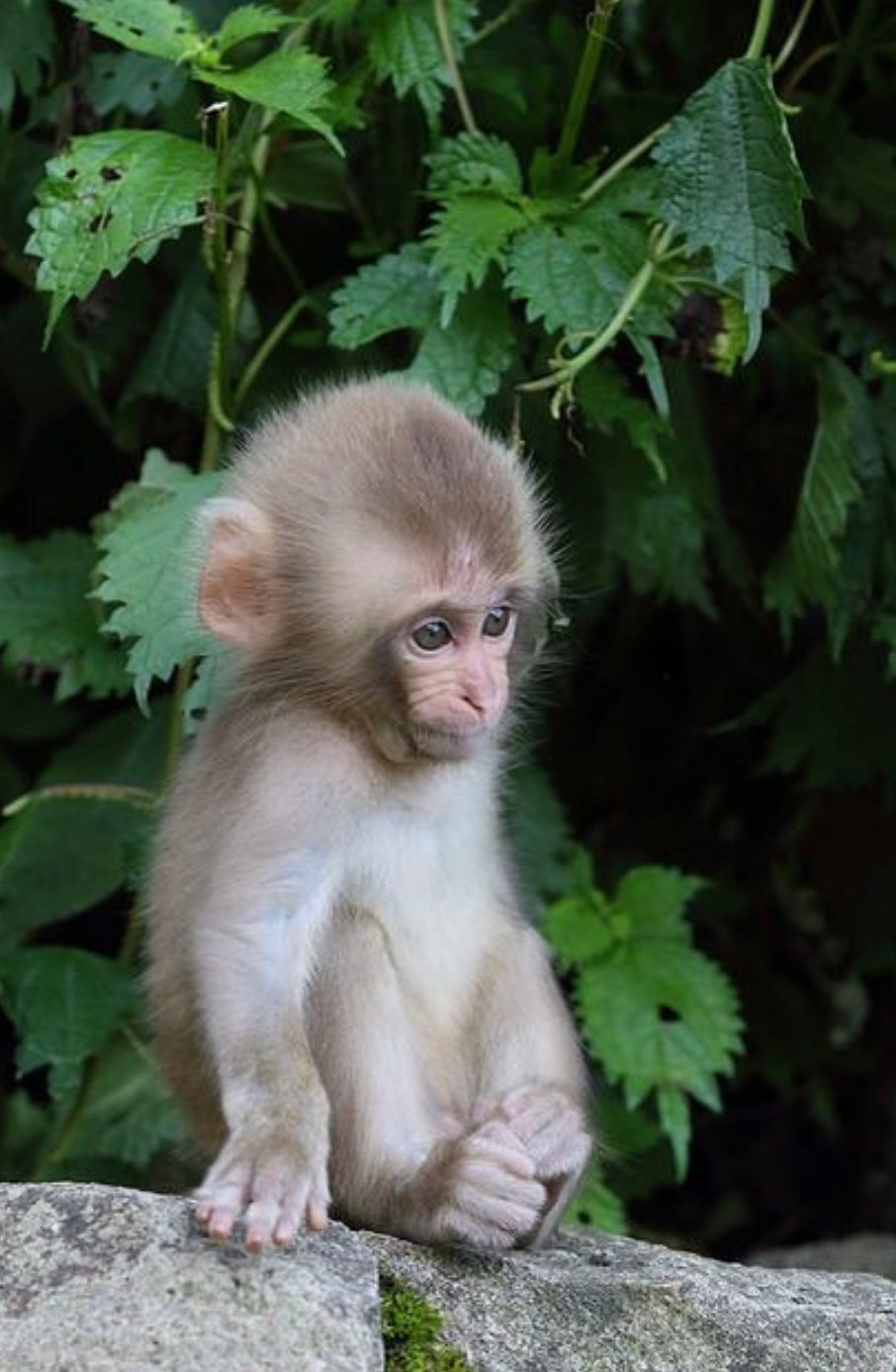 Карликовая зеленая мартышка