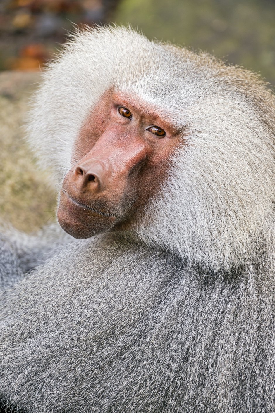 Павиан гамадрил