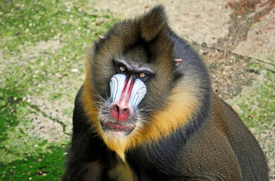 Обезьяна Мандрил самка