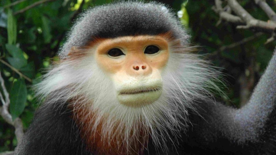 Гуйчжоуский тонкотел