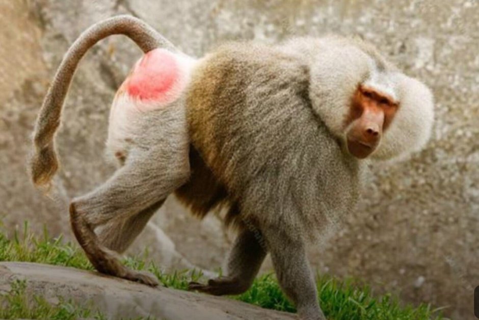 Разнообразие обезьян