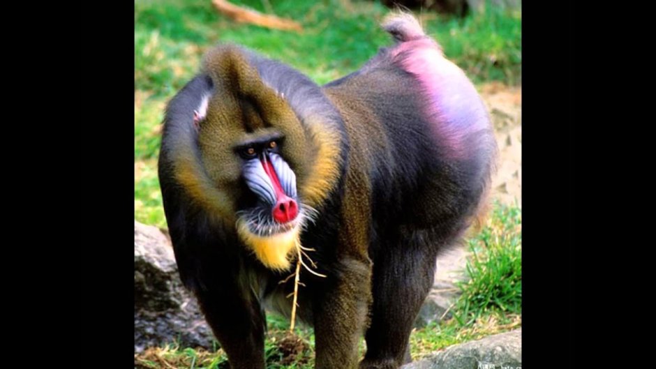 Бабуин Мандрил