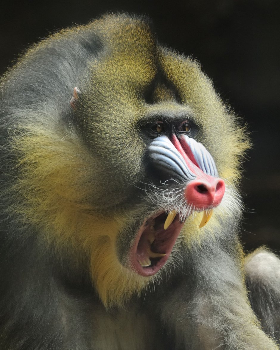 Павиан Мандрил