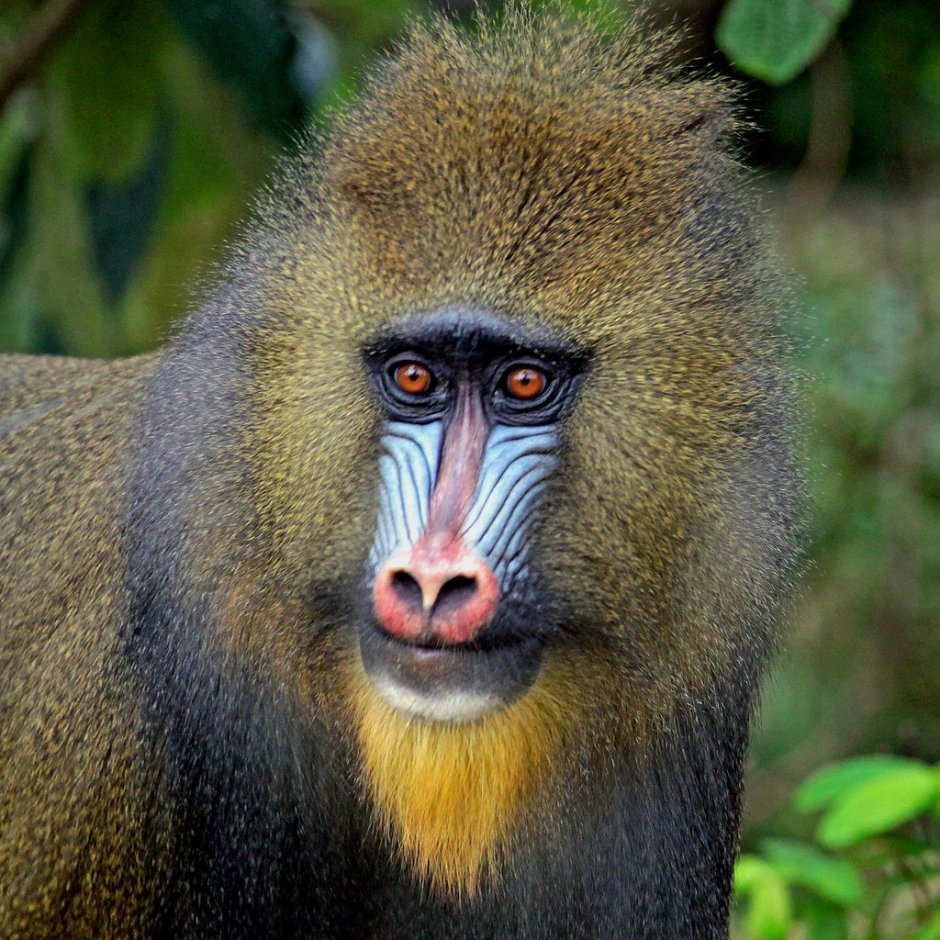 Павиан гамадрил Бабуин