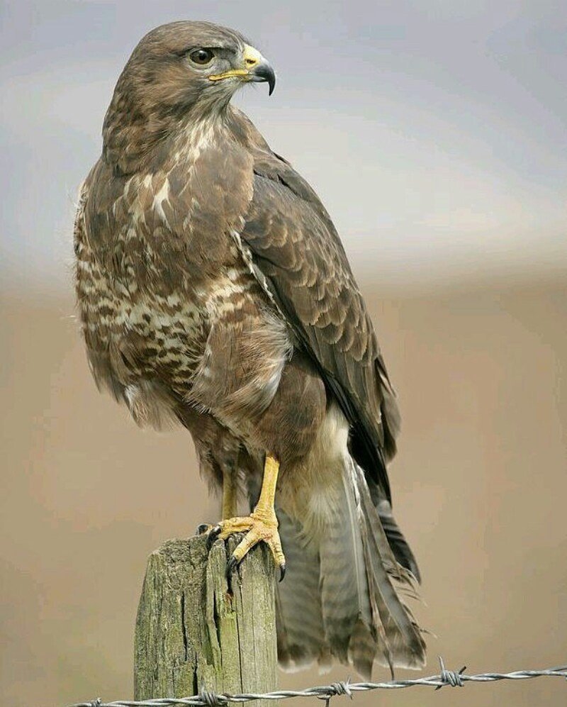 Орлы Соколы Ястребы коршуны