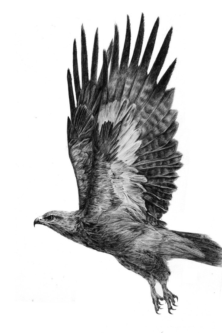 Татуировки хищных птиц