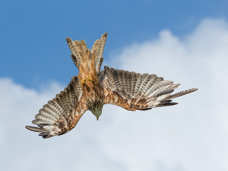 Полет орла вид снизу