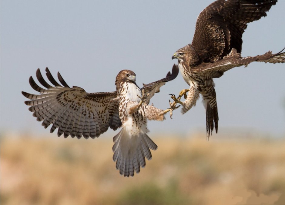 Сокол против ястреба