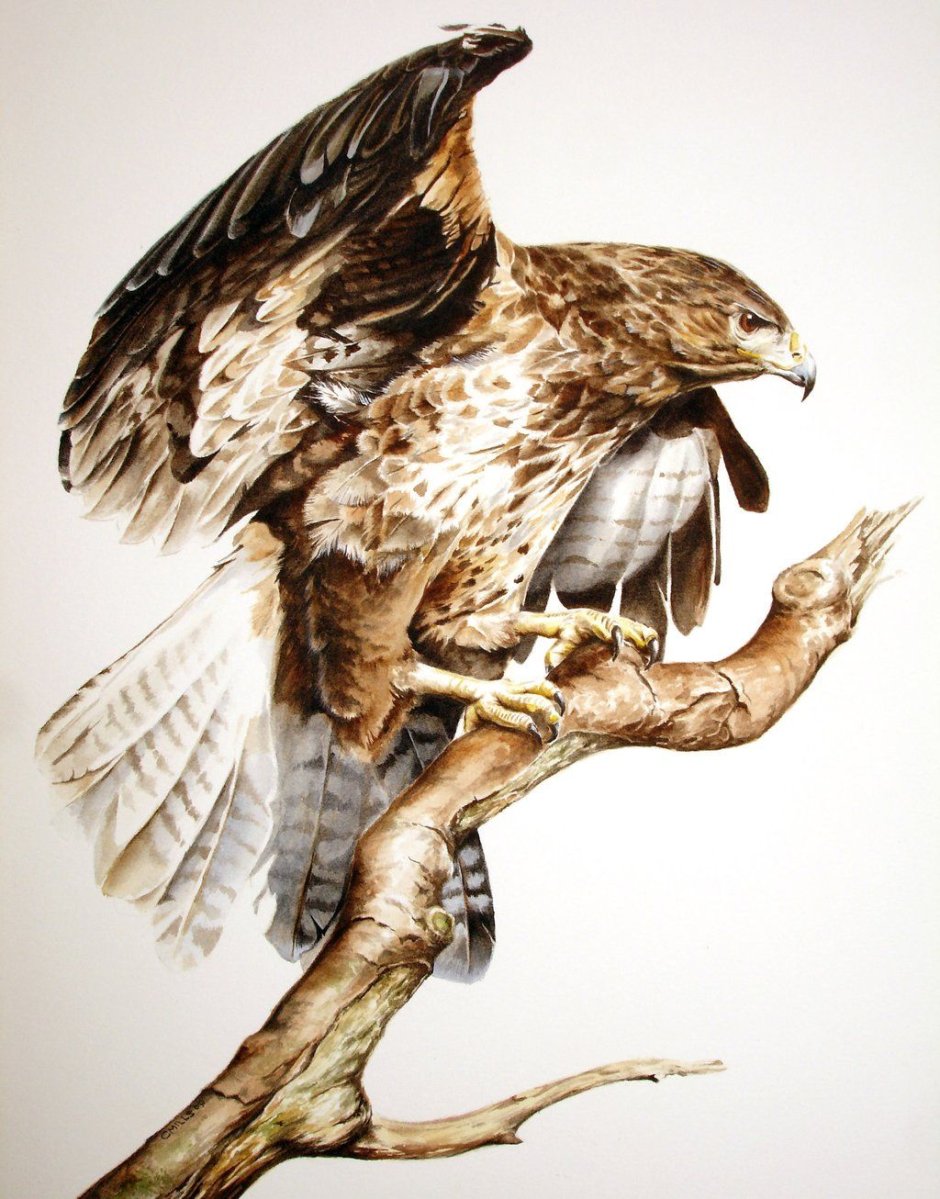 Ястреб на ветке