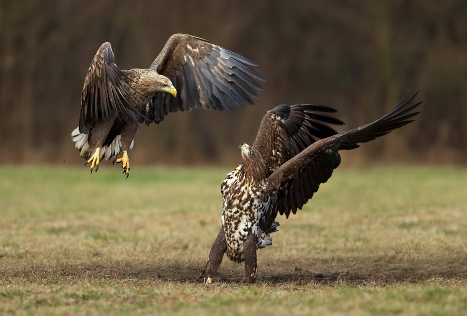 Орел и петух