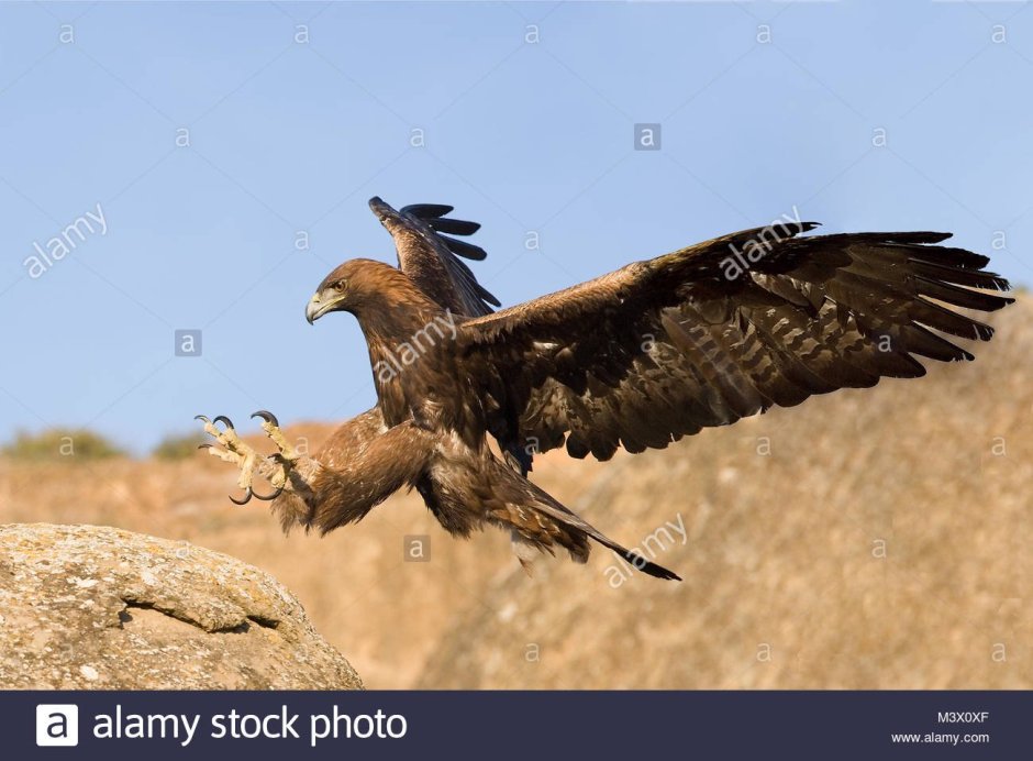 Степной Орел охотится