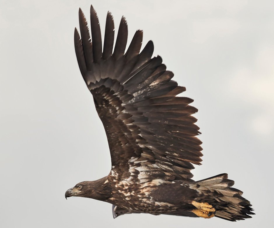 Орел ястреб Сокол Коршун Беркут