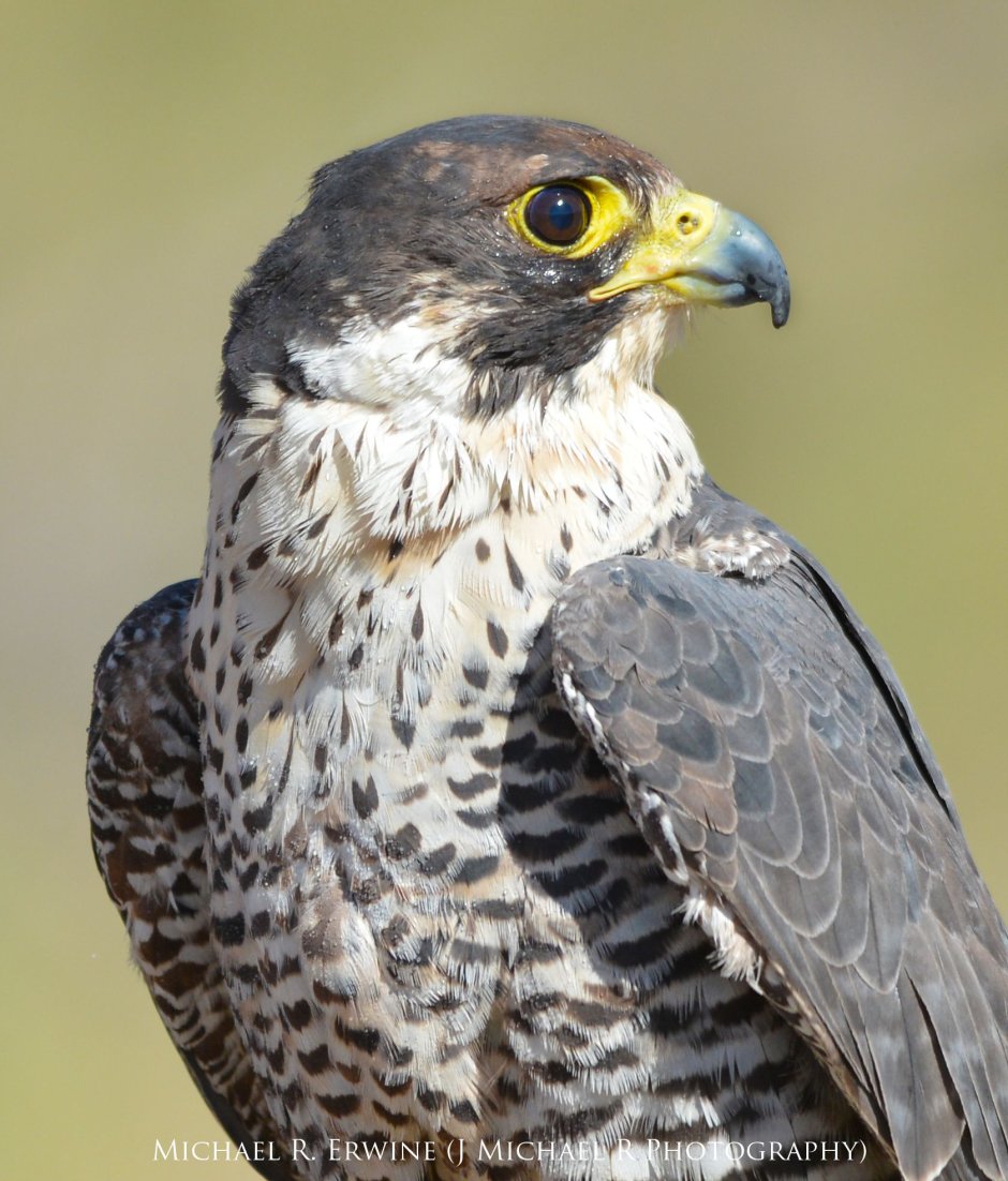 Орел ястреб Сокол Коршун Беркут