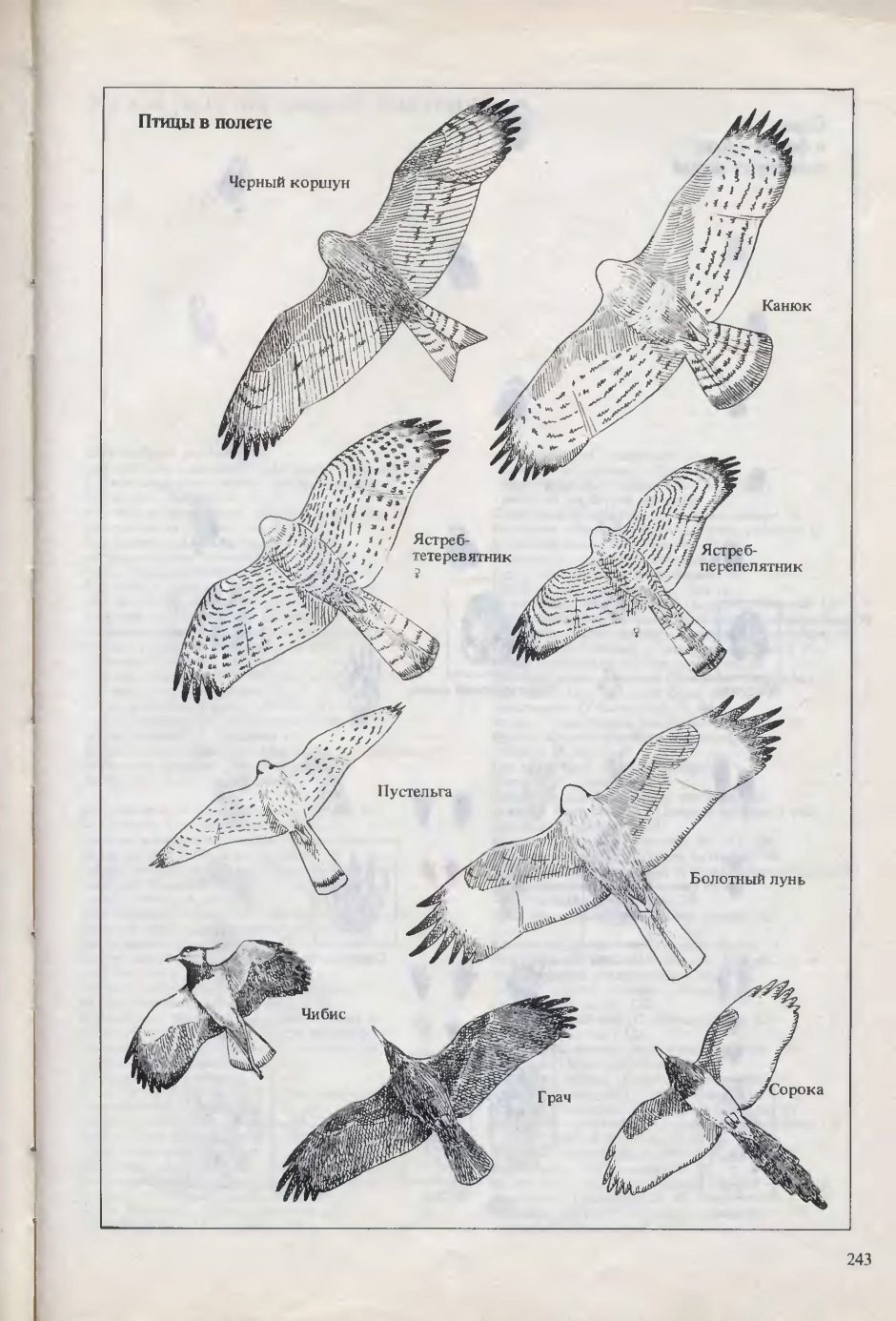 Орел ястреб Сокол Коршун Беркут