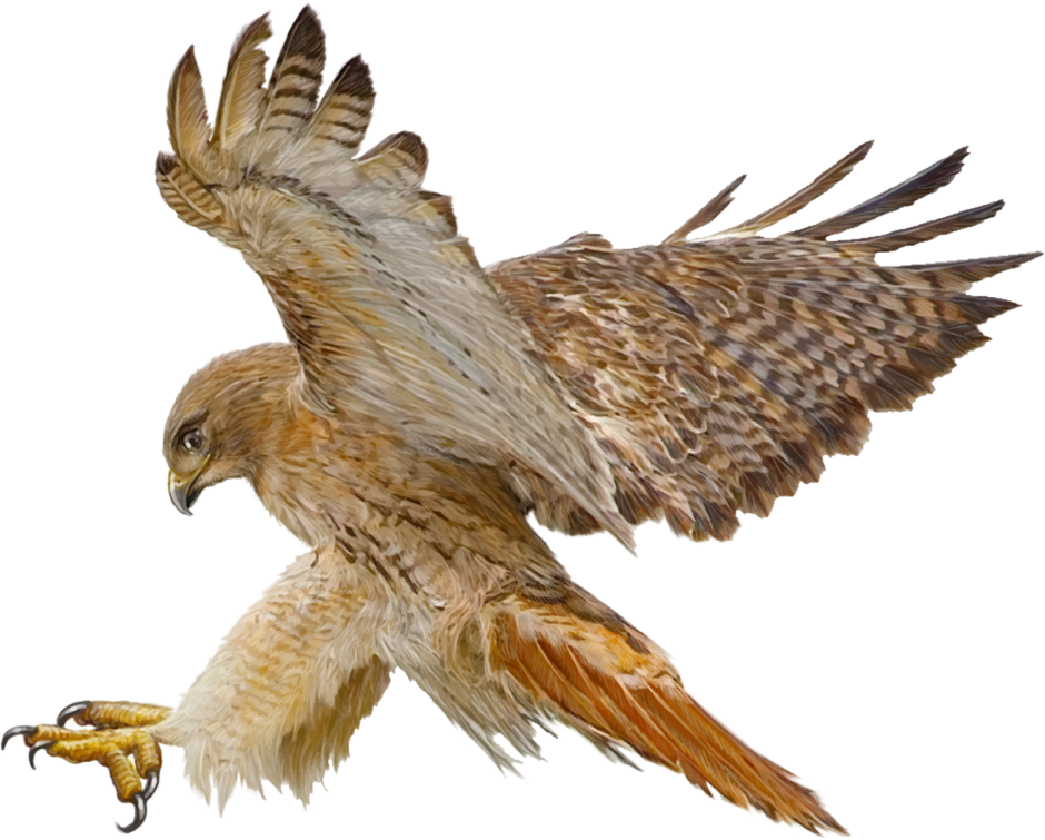 Ястреб тетеревятник на белом фоне