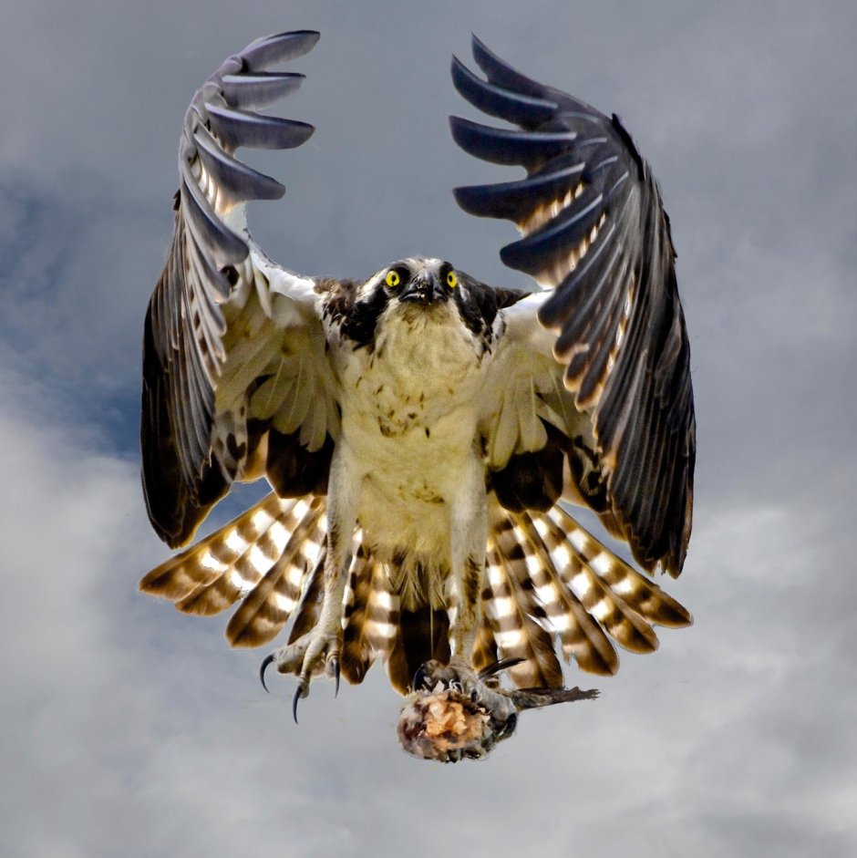 Сокол National Geographic