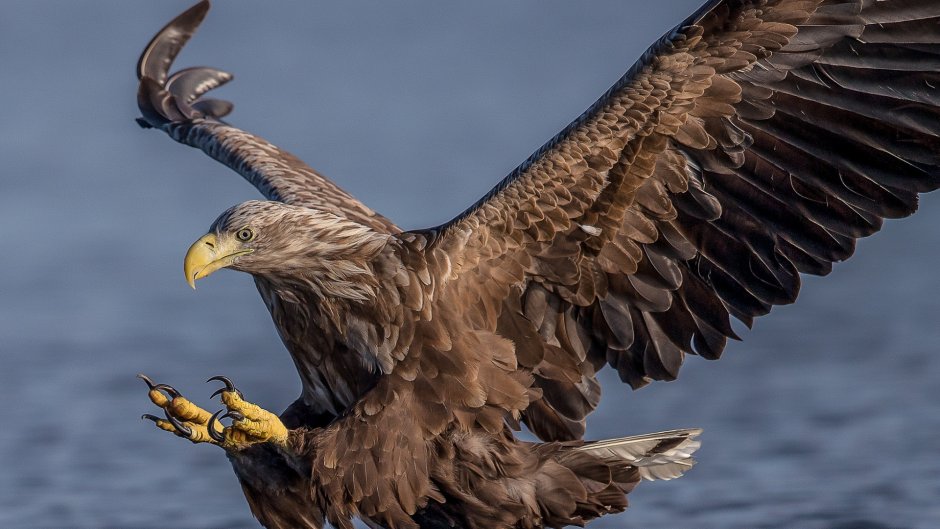 Орлан-белохвост размах крыльев