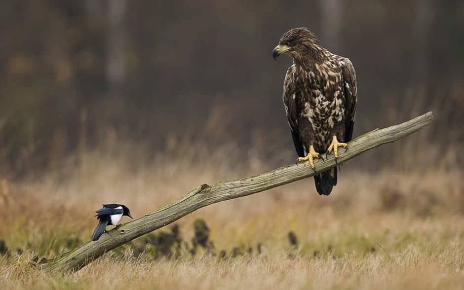 Беркут и Орлан белохвост