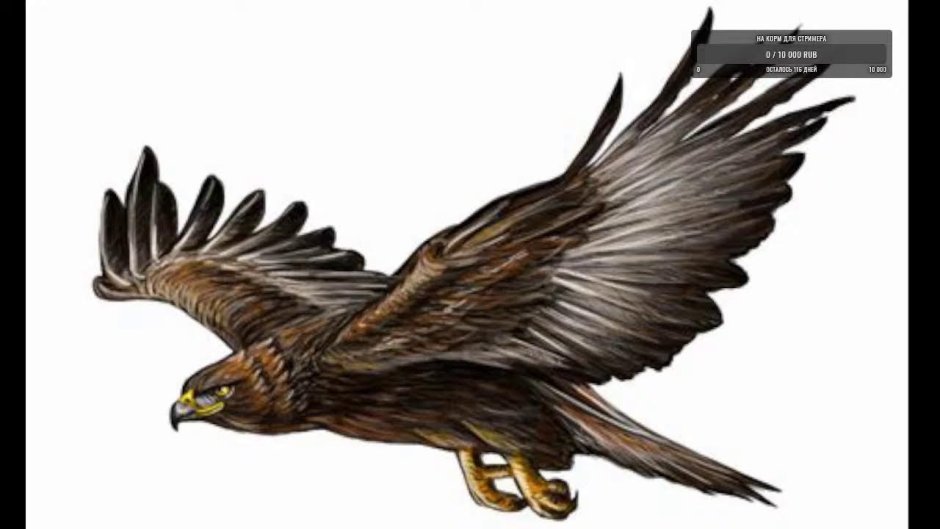 Хищные птицы Беркут на белом фоне