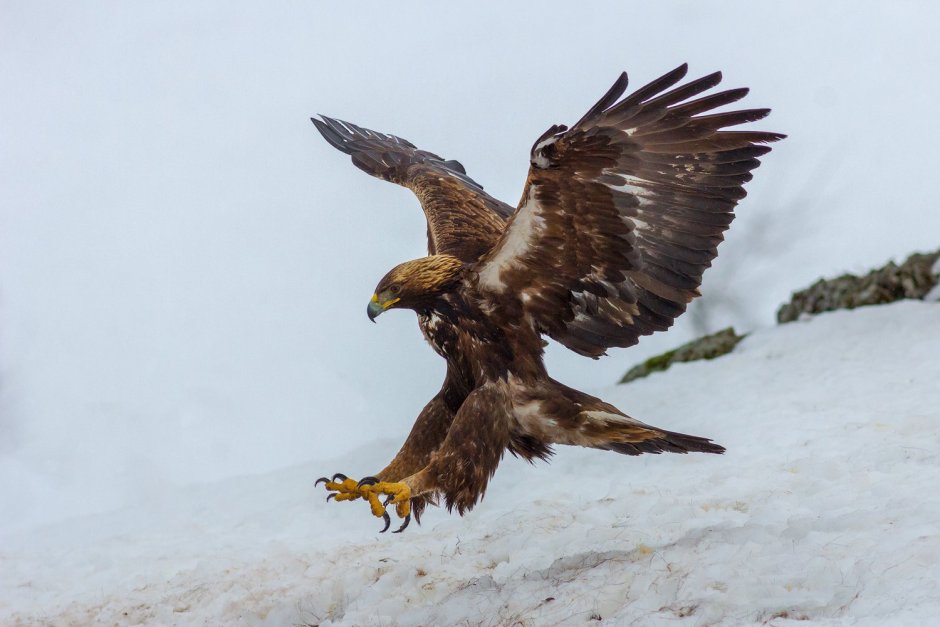 Степной Беркут