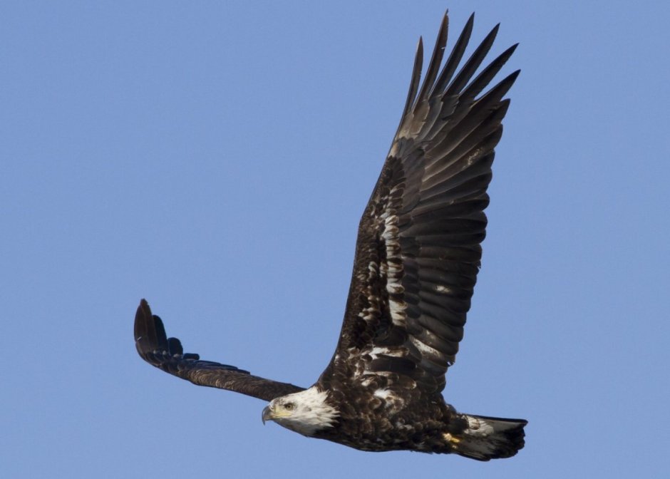 Орлы Соколы Ястребы коршуны