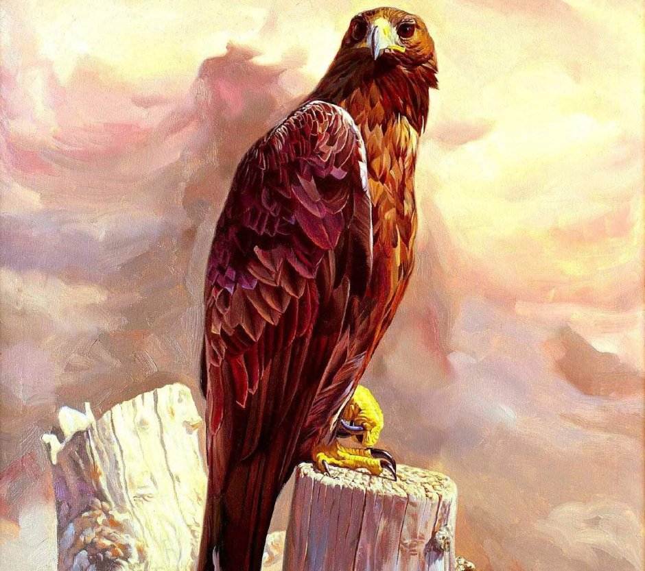 Беркут ястреб Коршун