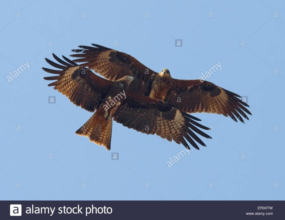 Хищные птицы Татарстана Коршун