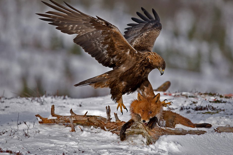 Орлан-белохвост охотится