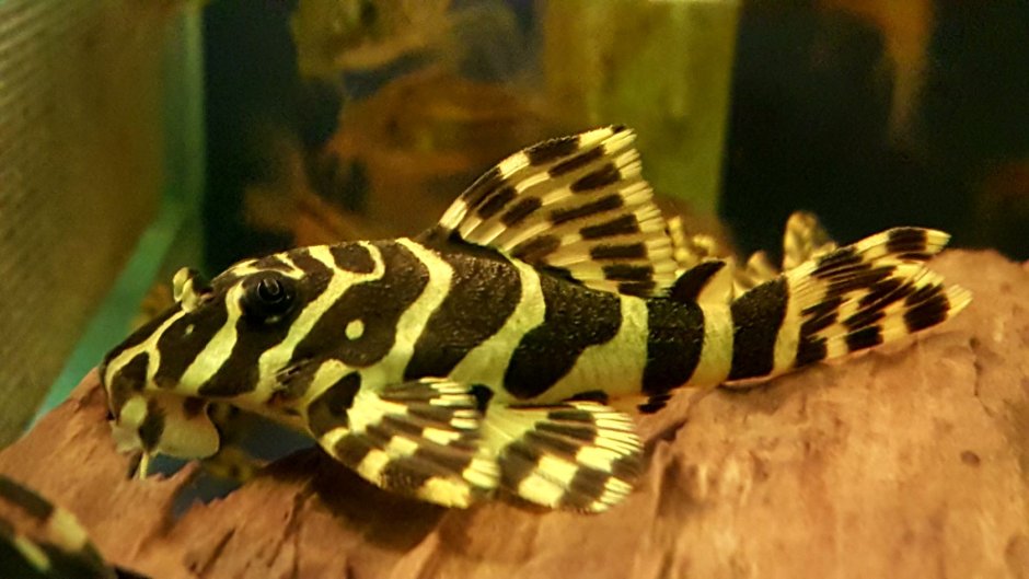 L 186 Pleco