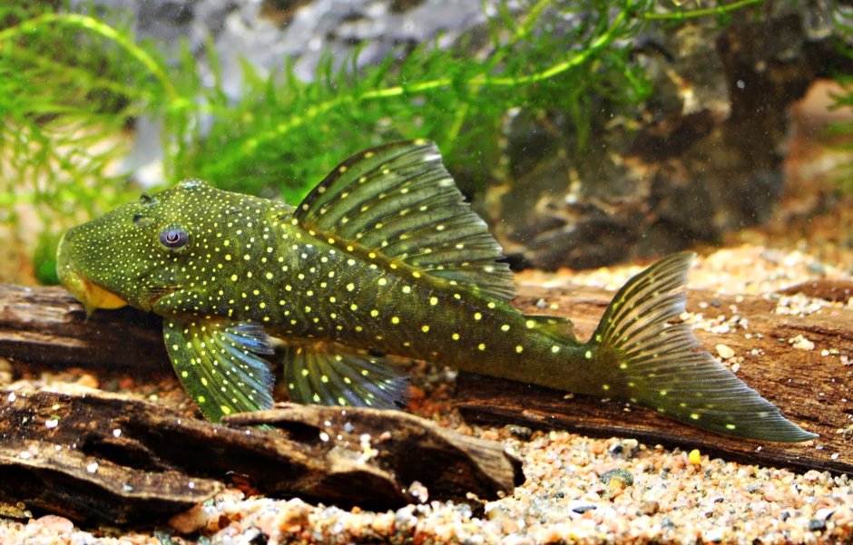 Panaque nigrolineatus