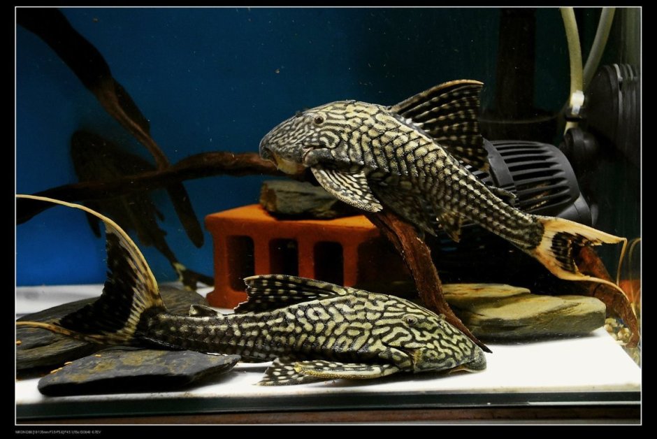 Red fin Cactus Pleco