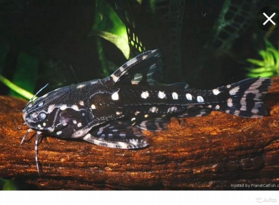 Panaqolus SP. L397