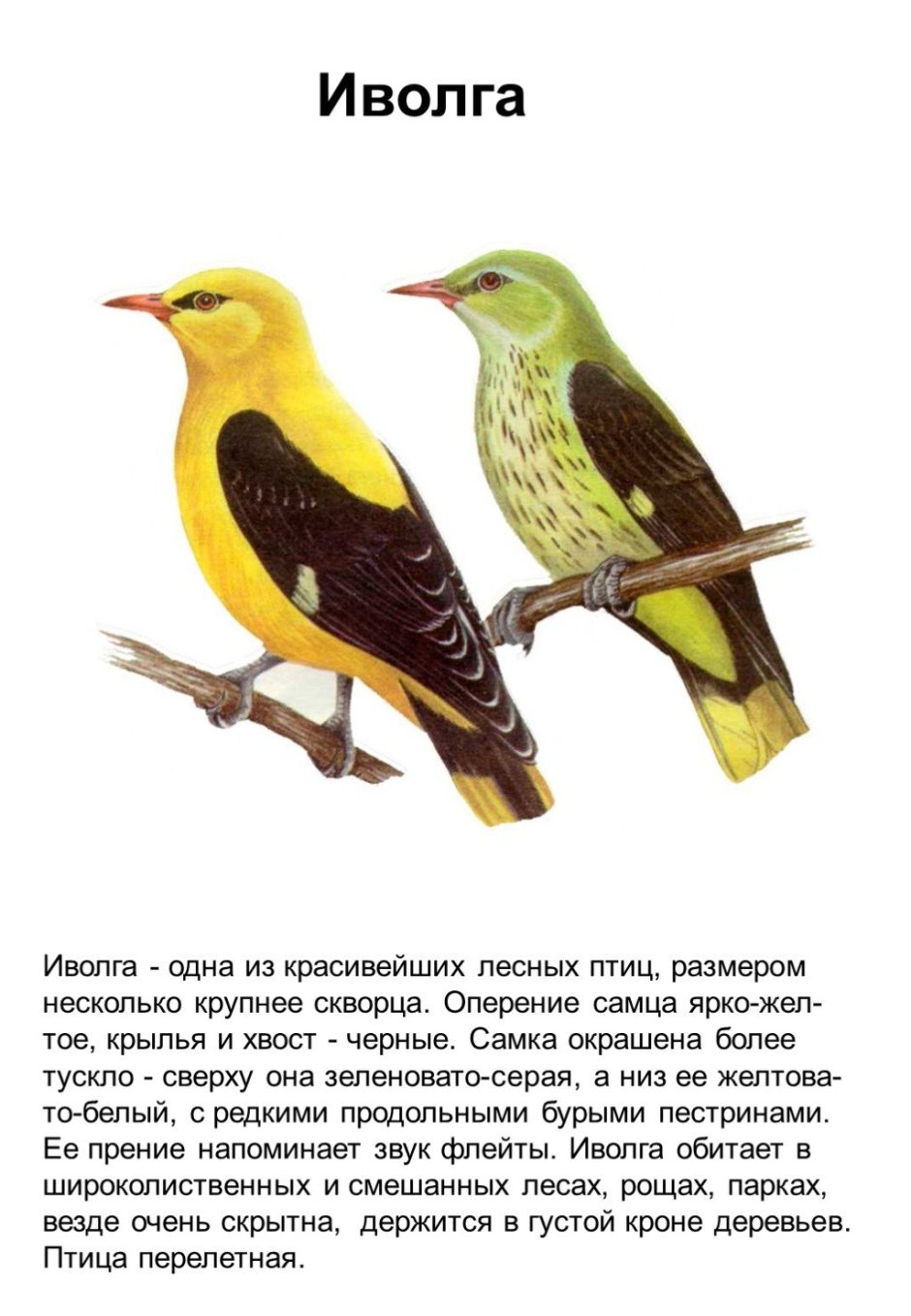 Анимация Иволга