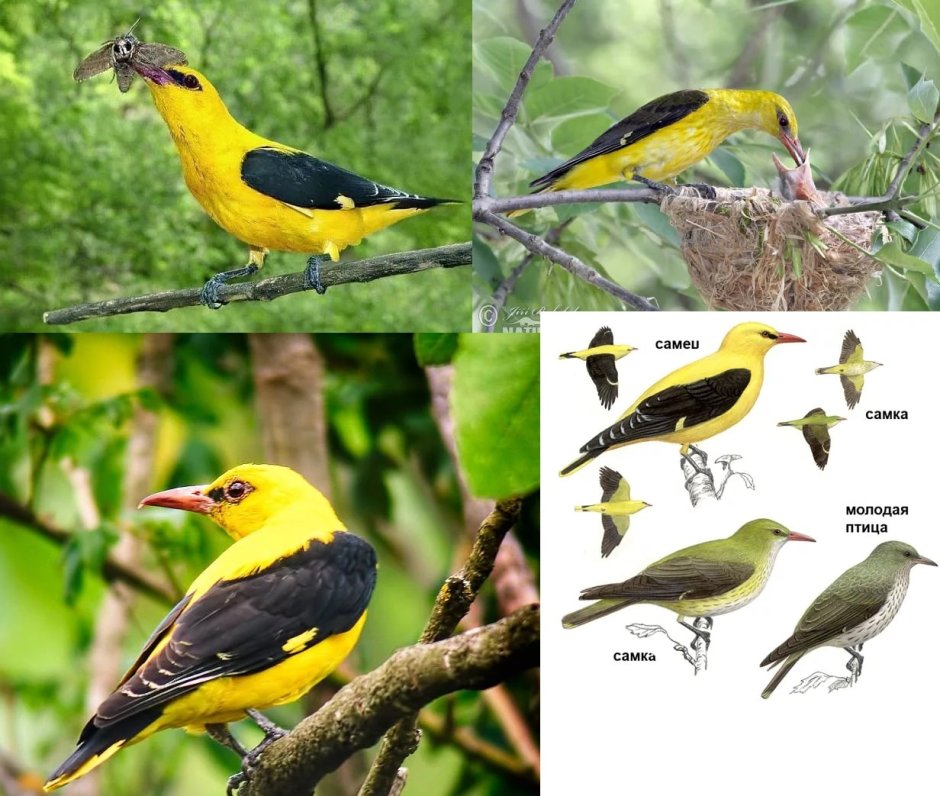 Обыкновенная Иволга Oriolus Oriolus