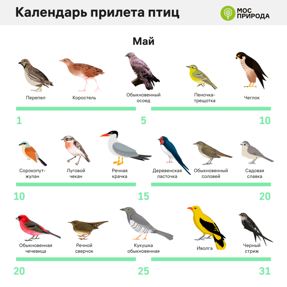 Обыкновенная Иволга
