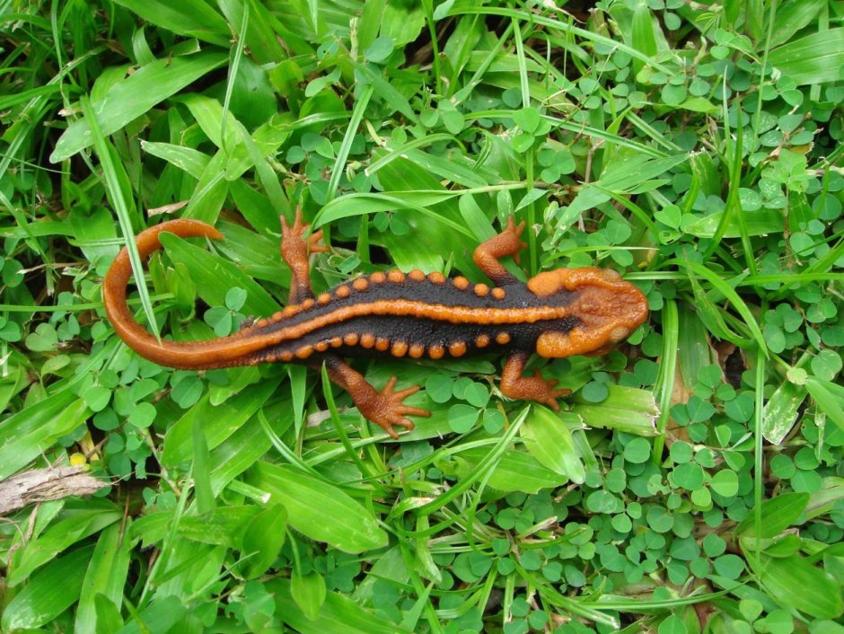 Tylototriton SHANJING