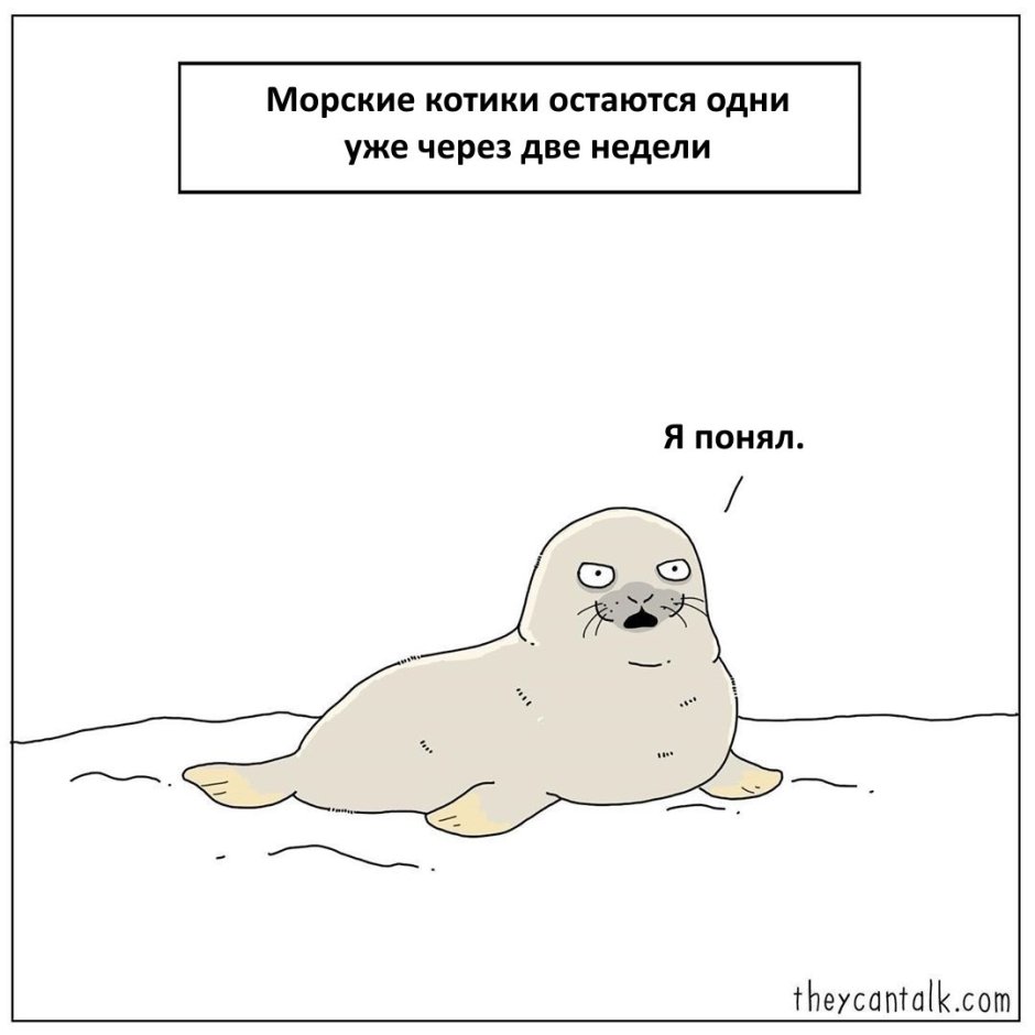 Веселый тюлень