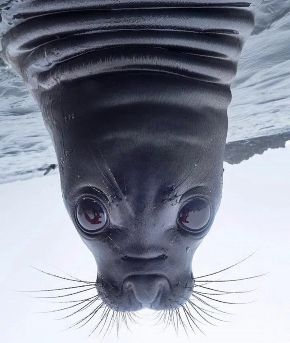 Щенок морского котика