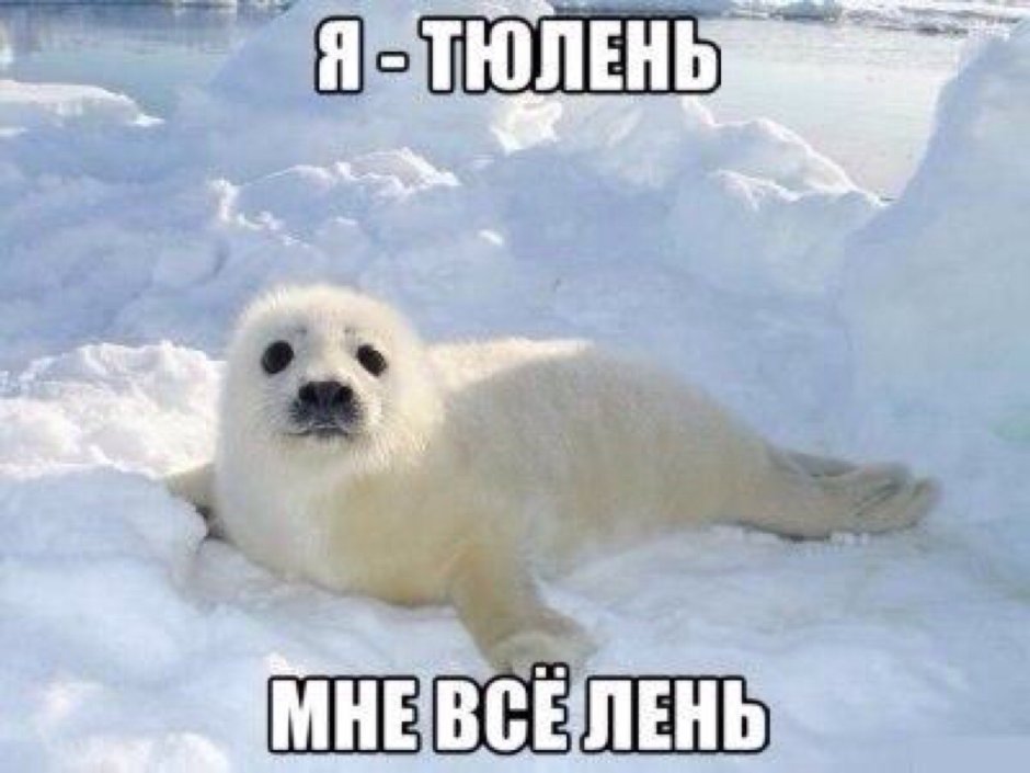 Злая Нерпа