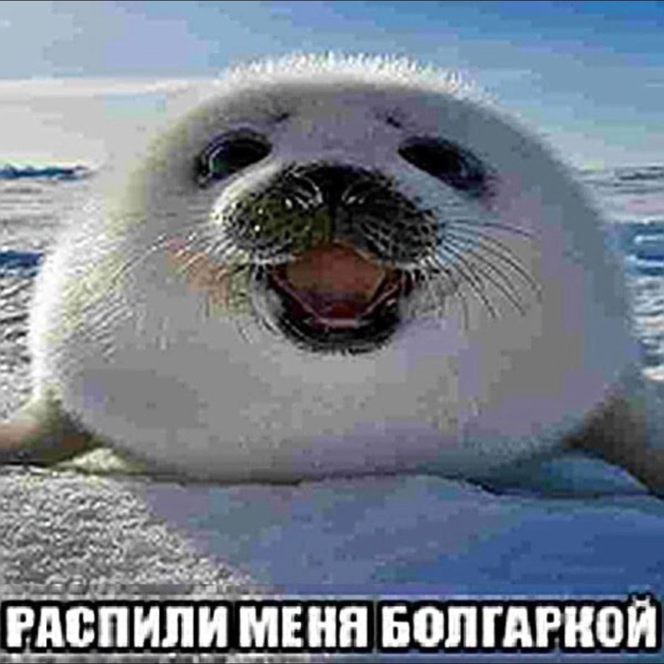 Тюлень Мем