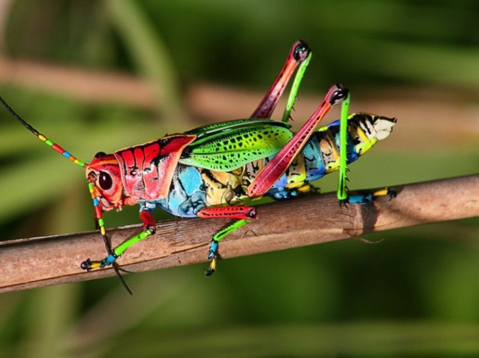 Радужный кузнечик Dactylotum bicolor
