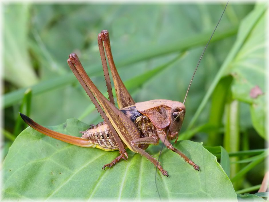 Кузнечиковые Tettigoniidae