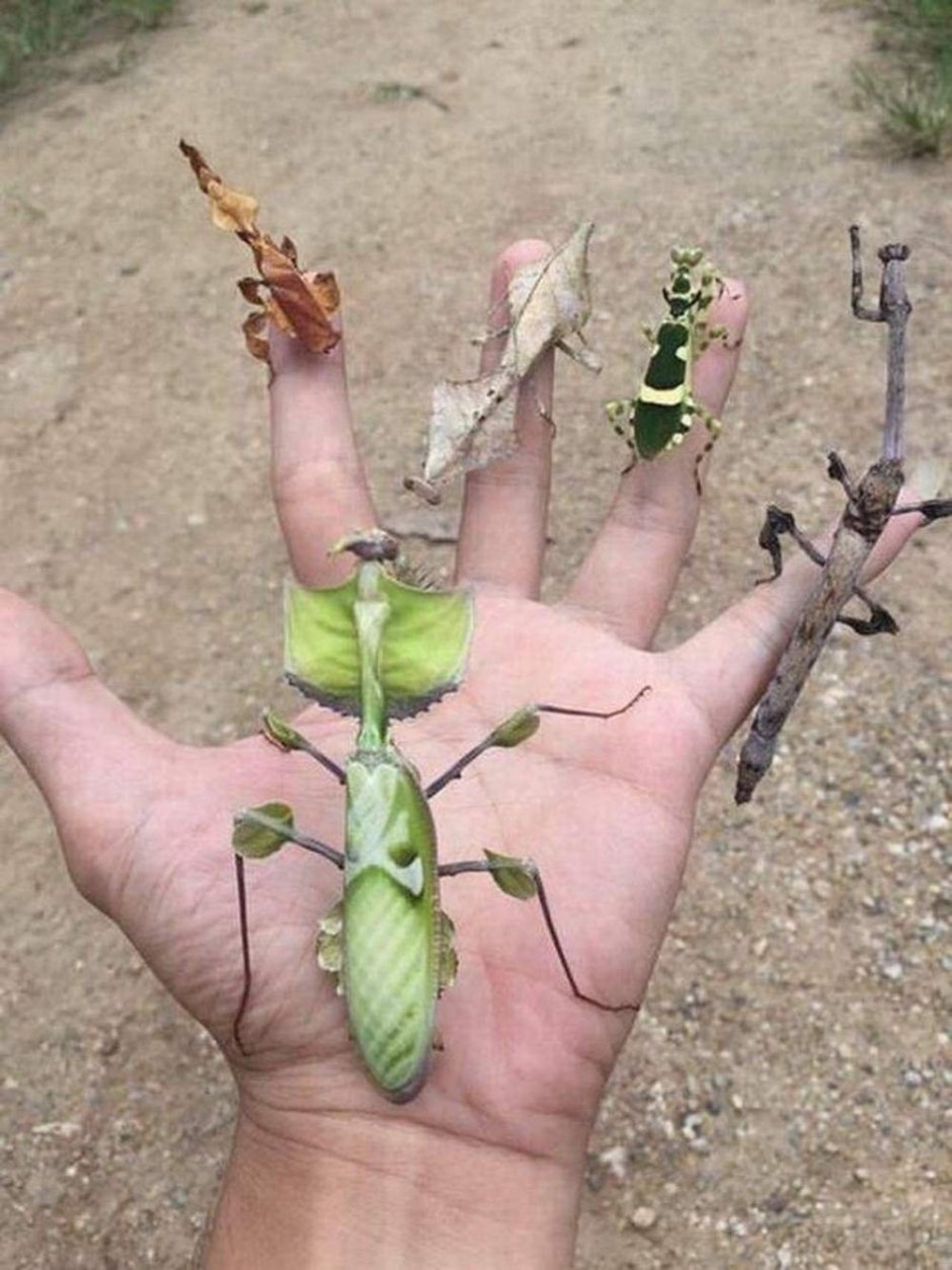 Ischnomantis Gigas богомол