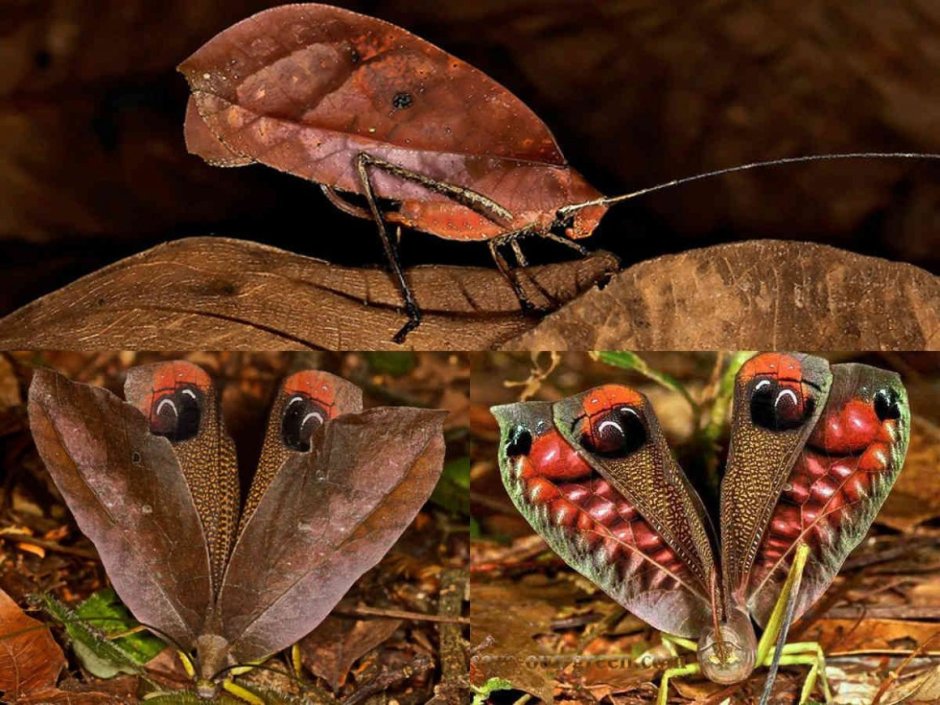 Pterochroza ocellata